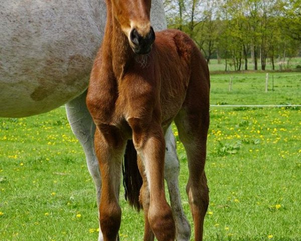 Springpferd Camilla 176 (Hannoveraner, 2018, von Casallco)