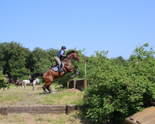 dressage horse Dodi Al Fayed (Oldenburg, 2006, from Daddy Cool)