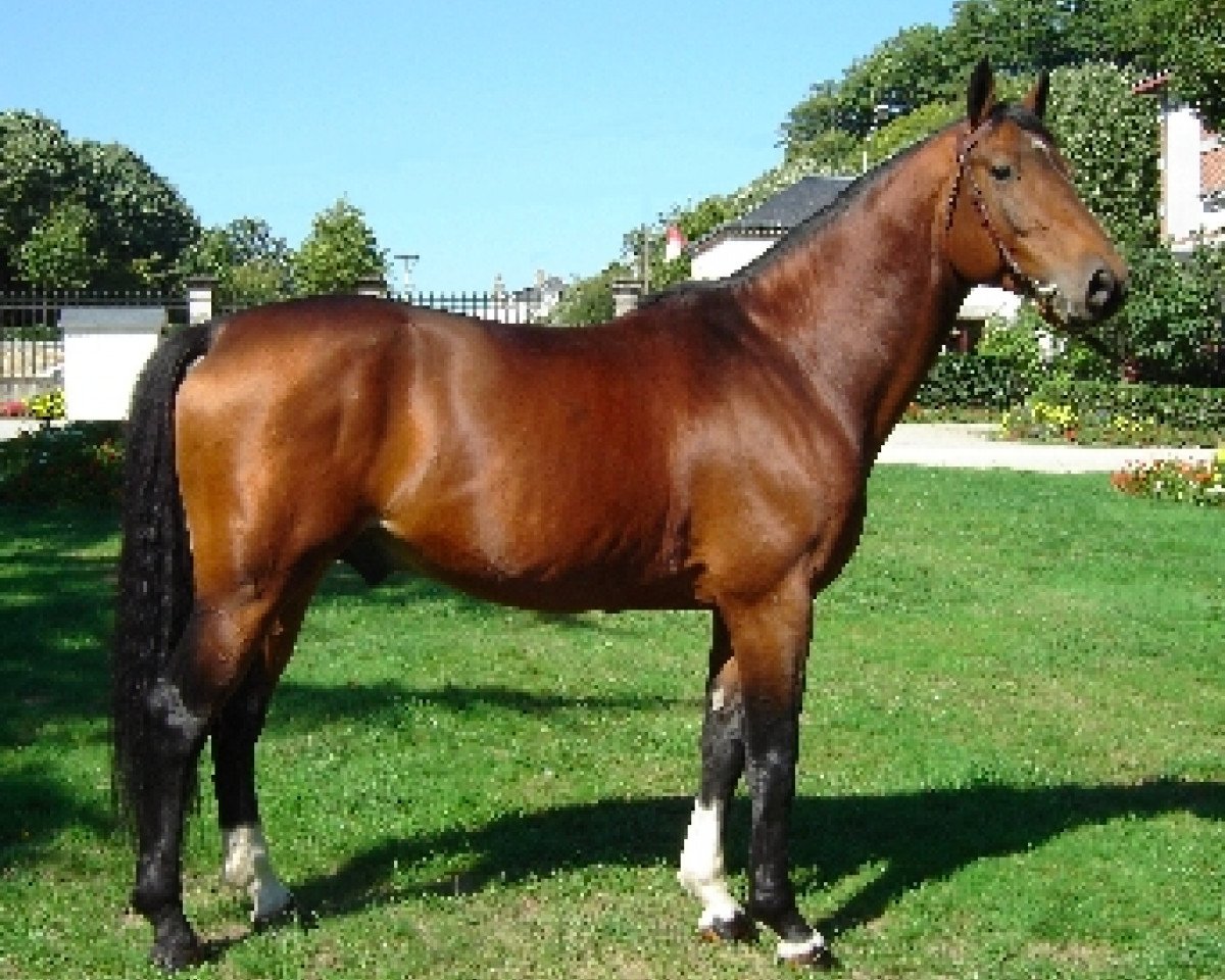 Deckhengst Nouba A Batilly (Selle Français, 2001, von Diamant de Semilly)
