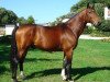 stallion Nouba A Batilly (Selle Français, 2001, from Diamant de Semilly)