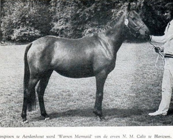 Zuchtstute Warren Mermaid (New-Forest-Pony, 1968, von Fernhill Chief)