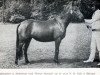 broodmare Warren Mermaid (New Forest Pony, 1968, from Fernhill Chief)