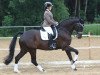 dressage horse Sansisco 2 (Oldenburg, 2005, from Sir Willson)