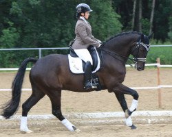 dressage horse Sansisco 2 (Oldenburg, 2005, from Sir Willson)