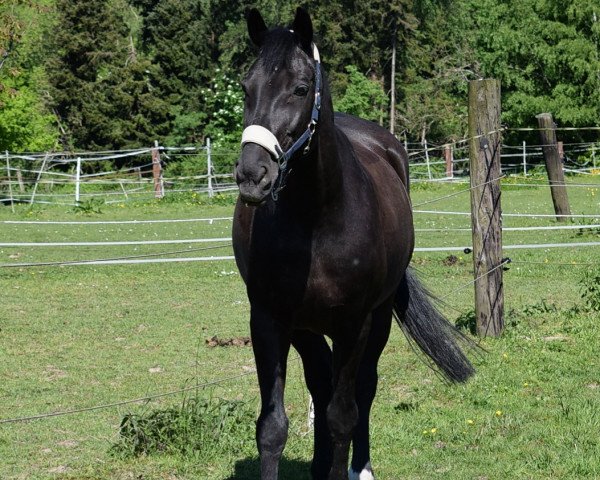 horse Let's Champ B (Hanoverian, 2002, from Landjonker (Fruhling))