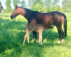 Zuchtstute Blaze (Deutsches Reitpony, 2011, von Cappuccino)