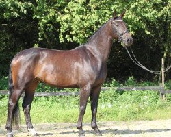 dressage horse Felina 201 (Rhinelander, 2013, from Feedback 16)