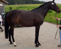 broodmare Wildrose (Hanoverian, 2001, from Weltruhm)