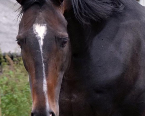 stallion Feiner Kerl (Trakehner, 2008, from Lucio Silla xx)