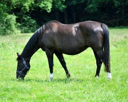 broodmare Glorette (Westphalian, 1994, from Grandeur)