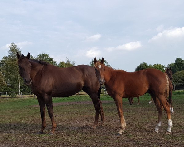 broodmare H Beautiful Girl xx (Thoroughbred, 2010, from Sabiango xx)