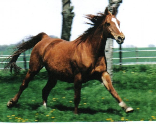 broodmare Angelique (Hessian Warmblood, 1988, from Ampere)