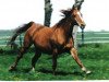 Zuchtstute Angelique (Hessisches Warmblut, 1988, von Ampere)