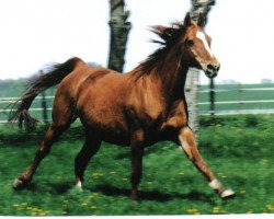 Zuchtstute Angelique (Hessisches Warmblut, 1988, von Ampere)