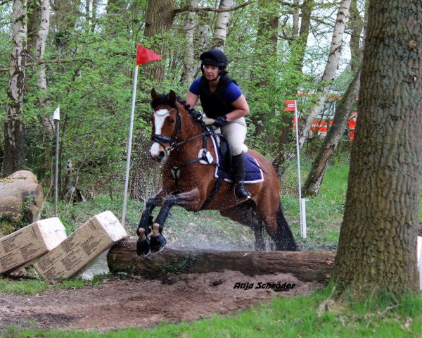 Pferd Keulse Hoeve's Annet (Nederlands Welsh Ridepony, 2012, von Coelenhage's Patser)