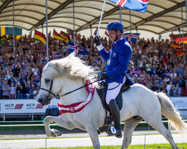 stallion Hrimnir frá Osi (Iceland Horse, 2005, from Rökkvi fra Harlaugsstödum)