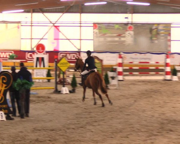 Reitturnier Pausin 2017