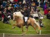 stallion Draupnir frá Stuðlum (Iceland Horse,  , from Kiljan frá Steinnesi)