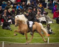 stallion Draupnir frá Stuðlum (Iceland Horse,  , from Kiljan frá Steinnesi)