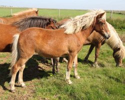 broodmare Gulla frá Selfossi (Iceland Horse, 2016, from Draupnir frá Stuðlum)