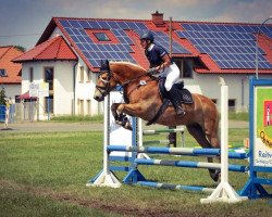 dressage horse Max (2,34% ox) (Edelbluthaflinger, 2012, from Mainau (4,69% ox))