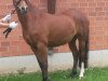 dressage horse Curly 98 (German Riding Pony, 2007, from Classic Dancer I)