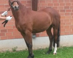 Dressurpferd Curly 98 (Deutsches Reitpony, 2007, von Classic Dancer I)