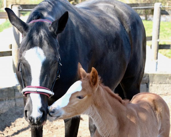 horse Happys Hermine (Trakehner, 2018, from Connery)