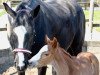 horse Happys Hermine (Trakehner, 2018, from Connery)