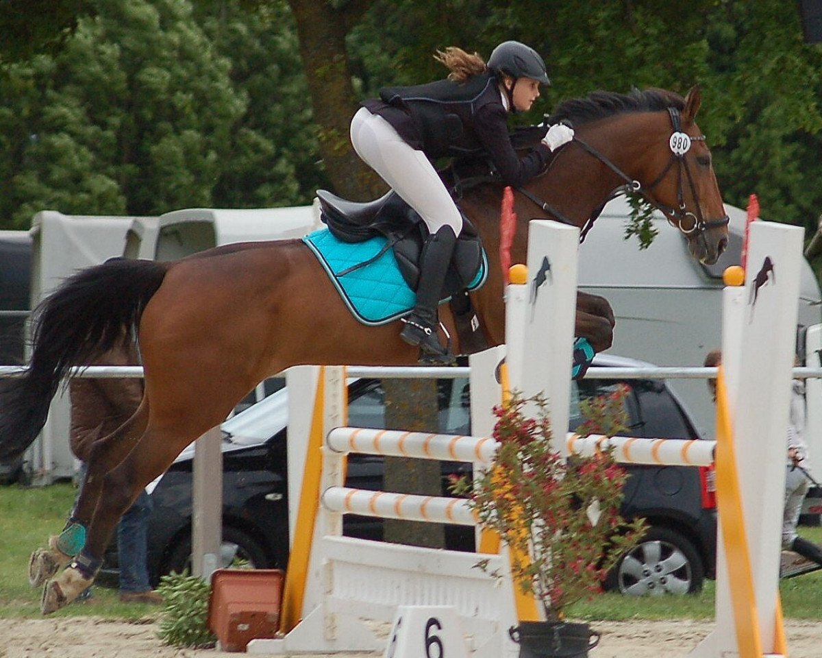 broodmare Tahani de Taloubet (Luxembourg horse, 2005, from Taloubet Z)
