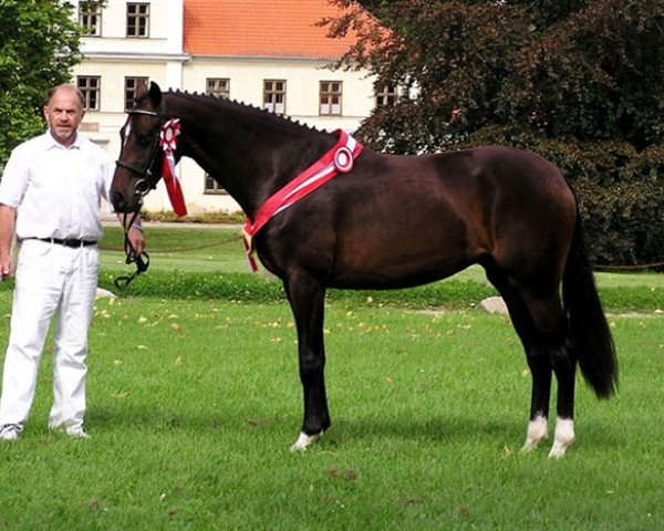 Zuchtstute Gørklintgårds Kiki Dée (Dänisches Warmblut, 2003, von Sunny-Boy)