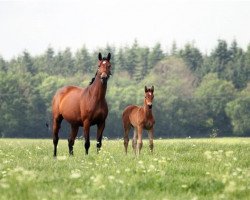 Zuchtstute Gørklintgårds Malin (Dänisches Warmblut, 2005, von Quidam's Rubin)