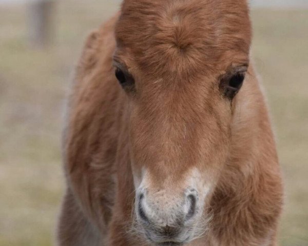 horse Calimac Brandybock (Welsh Mix, 2018, from Thunder Jam (TJ))