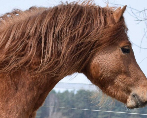 stallion Thunder Jam (TJ) (Welsh-Pony (Section B), 2015)