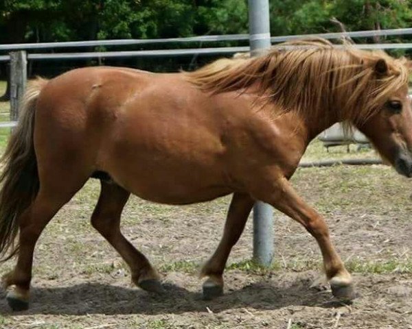 broodmare Charlotte (Dt.Part-bred Shetland pony, 2003)