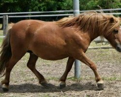 broodmare Charlotte (Dt.Part-bred Shetland pony, 2003)