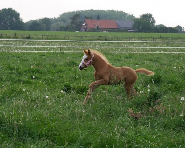 Zuchtstute Daily Sunrise 8 (Deutsches Reitpony, 2018, von Dreidimensional AT NRW)