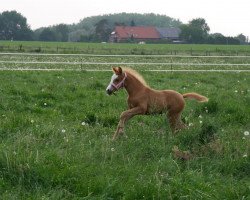 broodmare Daily Sunrise 8 (German Riding Pony, 2018, from Dreidimensional AT NRW)