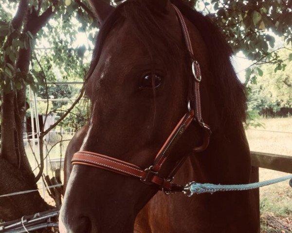 Pferd Tweety (Welsh-Cob (Sek. C), 2007)