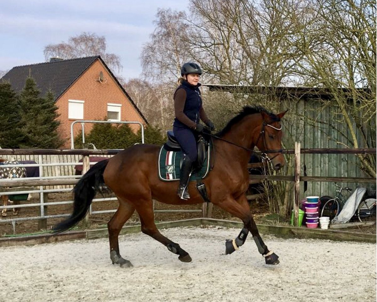 dressage horse Morpheus (Westphalian, 2013, from E.H. Millennium)