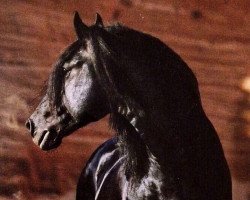 stallion Janko (Friese, 1995, from Gregor)