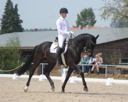 dressage horse Falco 388 (Westphalian, 2014, from Franziskus FRH)