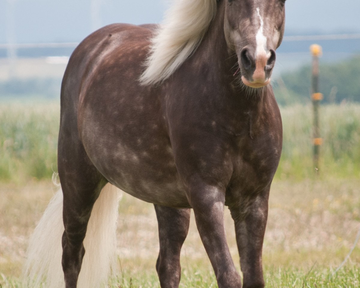 Zuchtstute Anna von Warfen (Deutsches Classic Pony, 2006, von KC Coyne Connection)