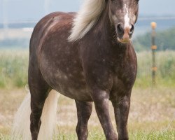 Zuchtstute Anna von Warfen (Deutsches Classic Pony, 2006, von KC Coyne Connection)