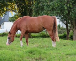 broodmare Tosca 291 (German Riding Pony, 2004, from Timberland)