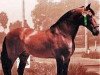 stallion Vinatero III (Pura Raza Espanola (PRE), 1974, from Gemelo II)