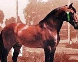 stallion Vinatero III (Pura Raza Espanola (PRE), 1974, from Gemelo II)