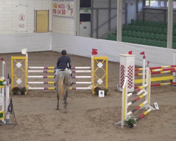 Reitturnier Zweibrücken 2017