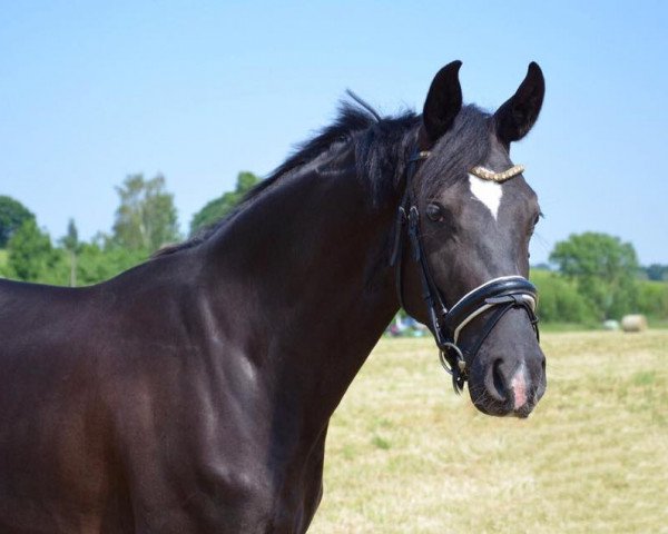 broodmare Firenza (Oldenburg, 2015, from Fürst Romancier)