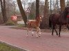 dressage horse Siehe da! (Hanoverian, 2018, from Secret)